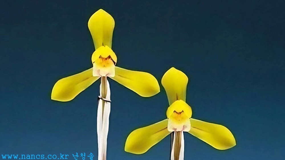 살구(전시작품/꽃6경)