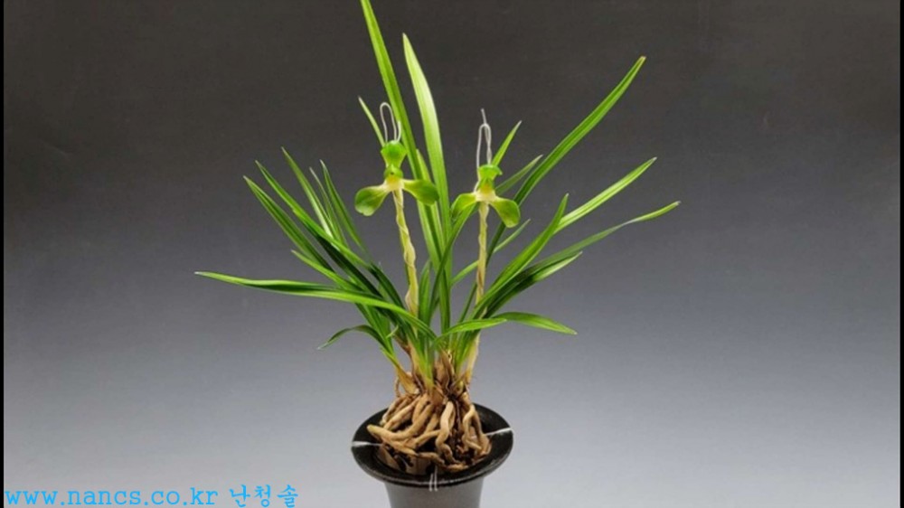 원판소심(신품종/꽃2경?