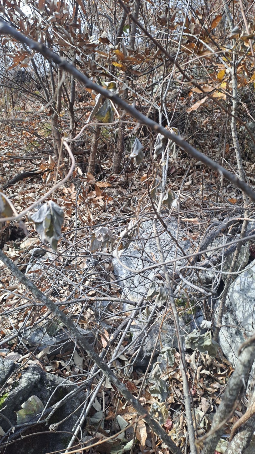 담금용 야생 더덕