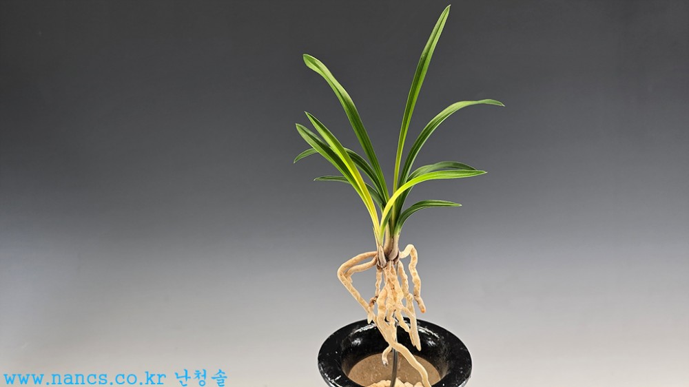 목포서반(단엽서반)