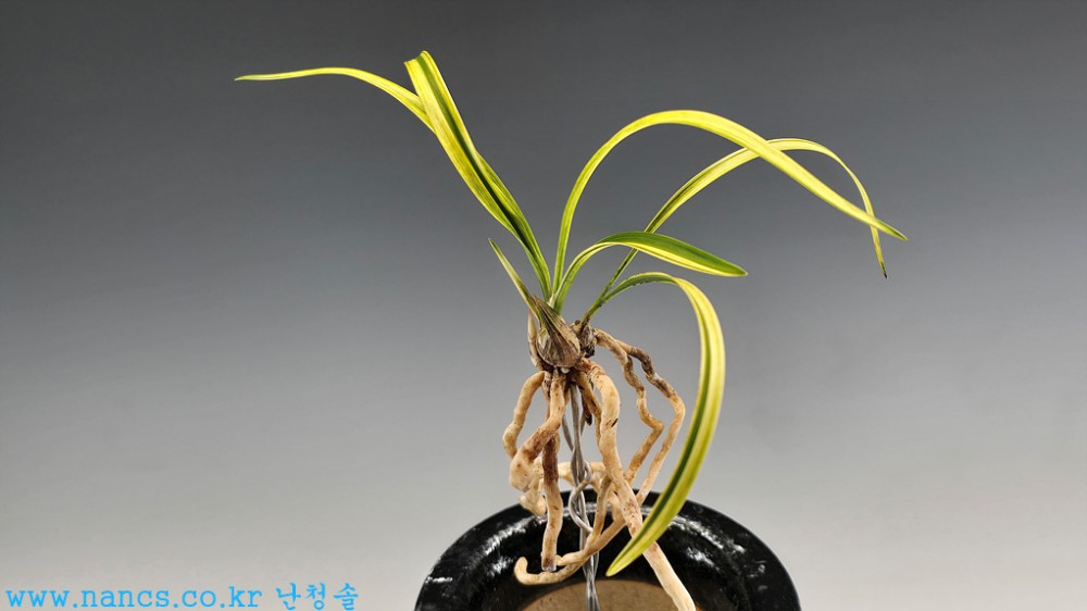 정통금계녹호산반