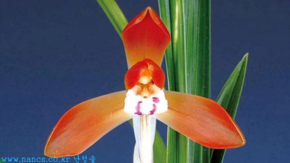 대홍관(전시작품/꽃3경?