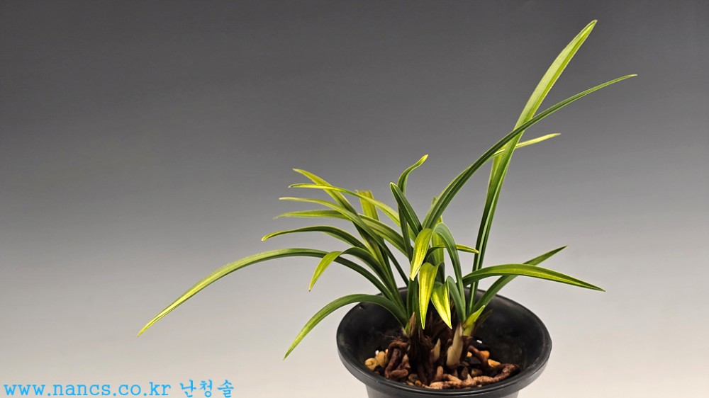 입변산반(꽃1경)