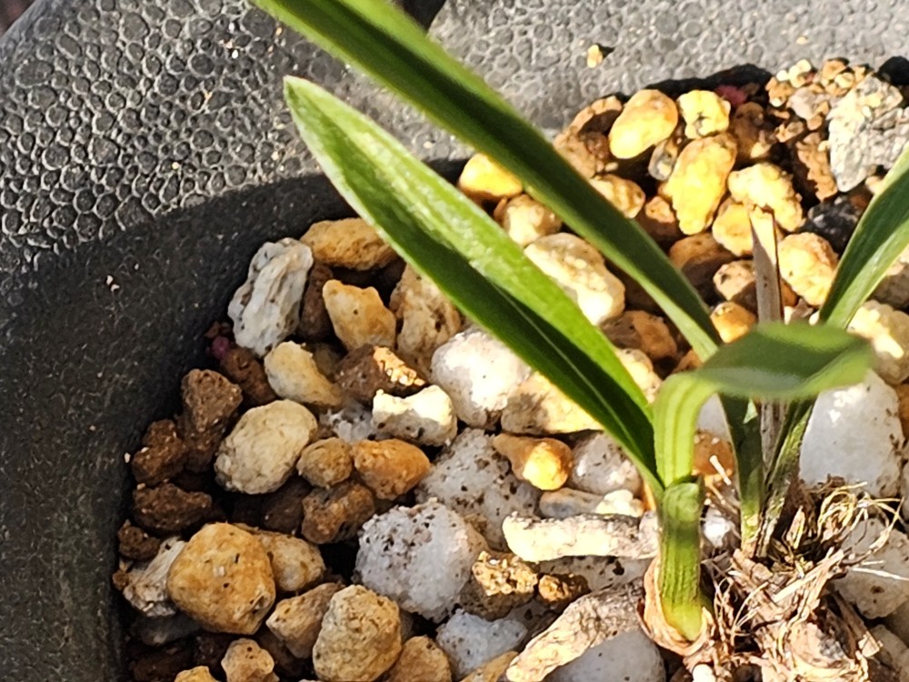 라사지 반성 장단엽 유?