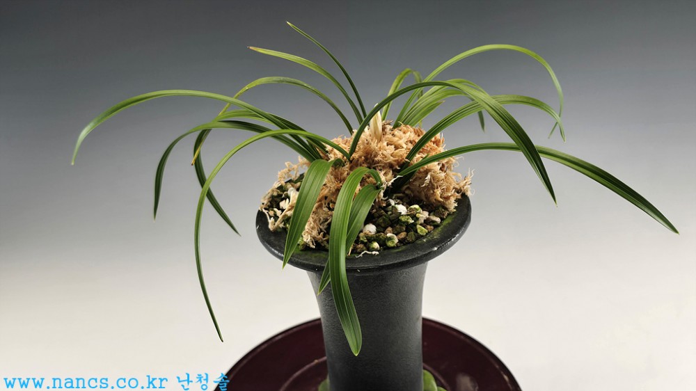 소심(꽃1경/첫꽃대)