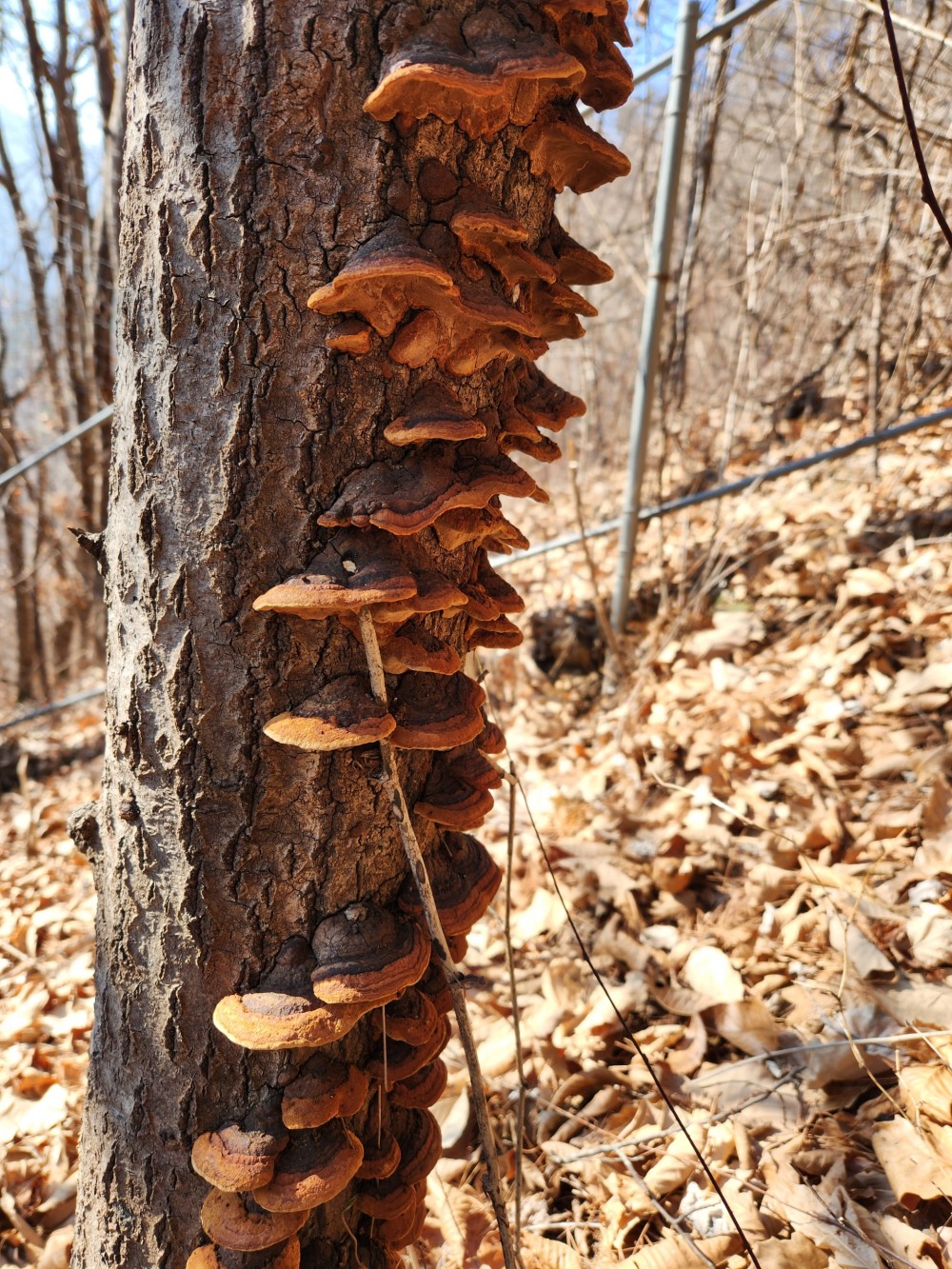자연산 황철갓상황