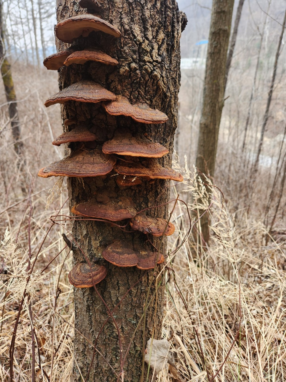 황철갓상황(탕제용)