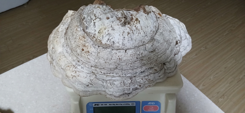 흔하지 않는 자작말굽