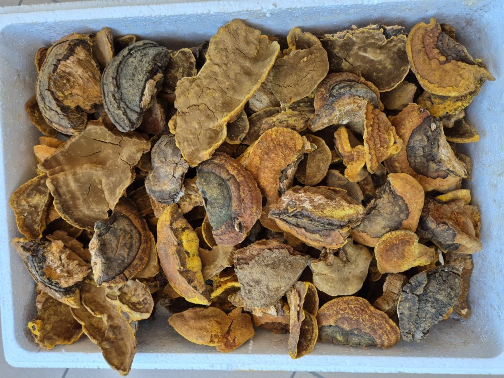 황철갓(약용,탕제용), ?