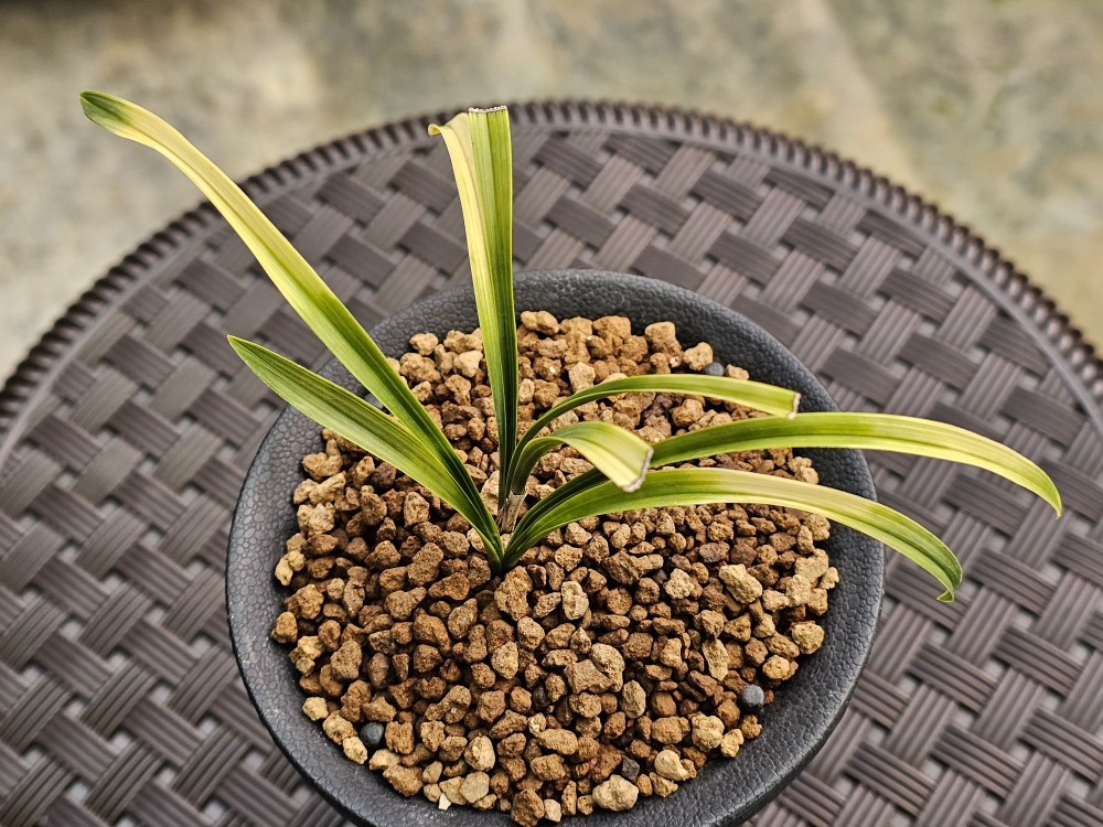 아름다운 백서반