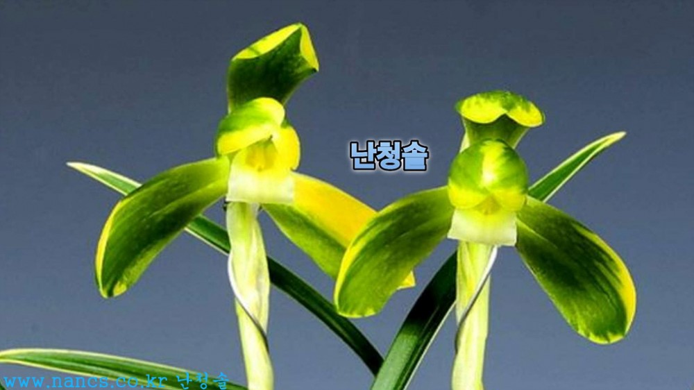 송죽(전시작품/꽃6경)