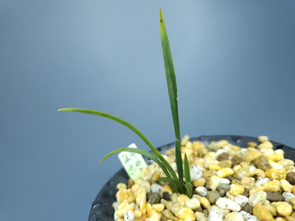 합천 고추밭산 종자