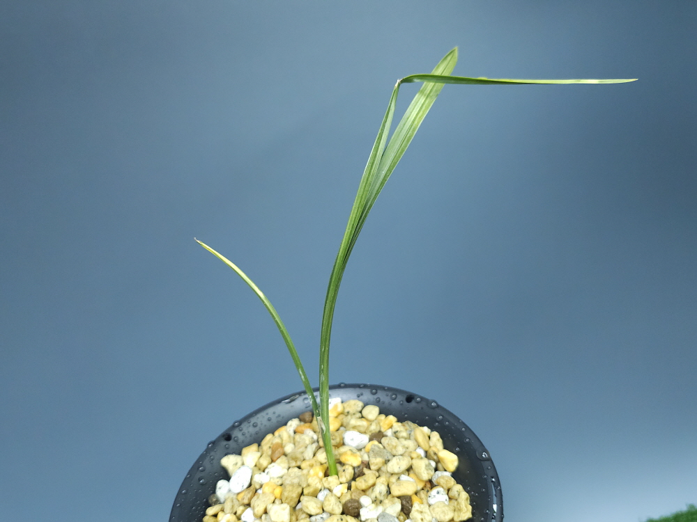 거창 감악산 종자 2번