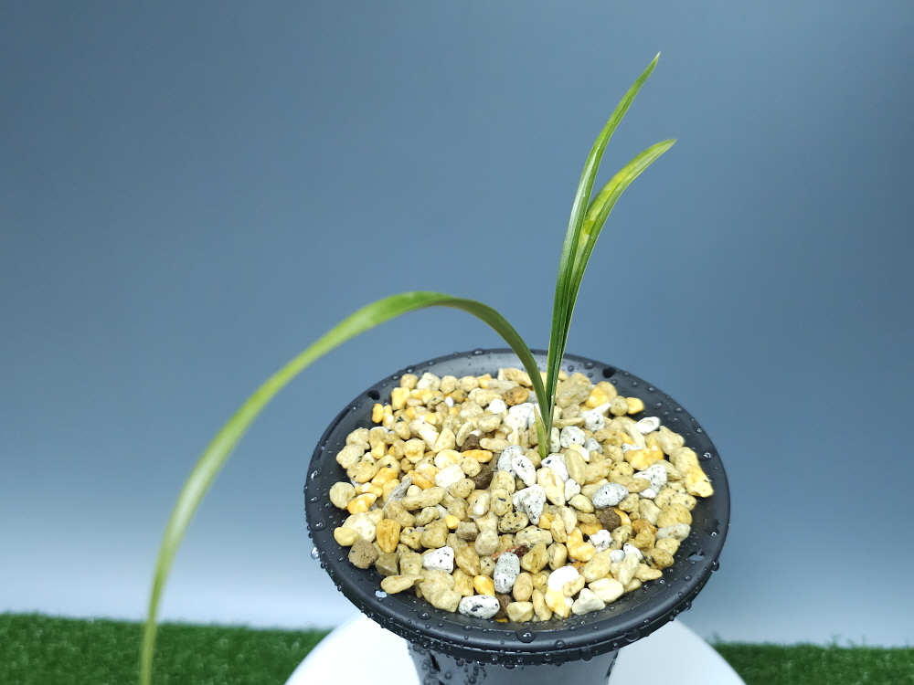 거창 감악산 종자 1번