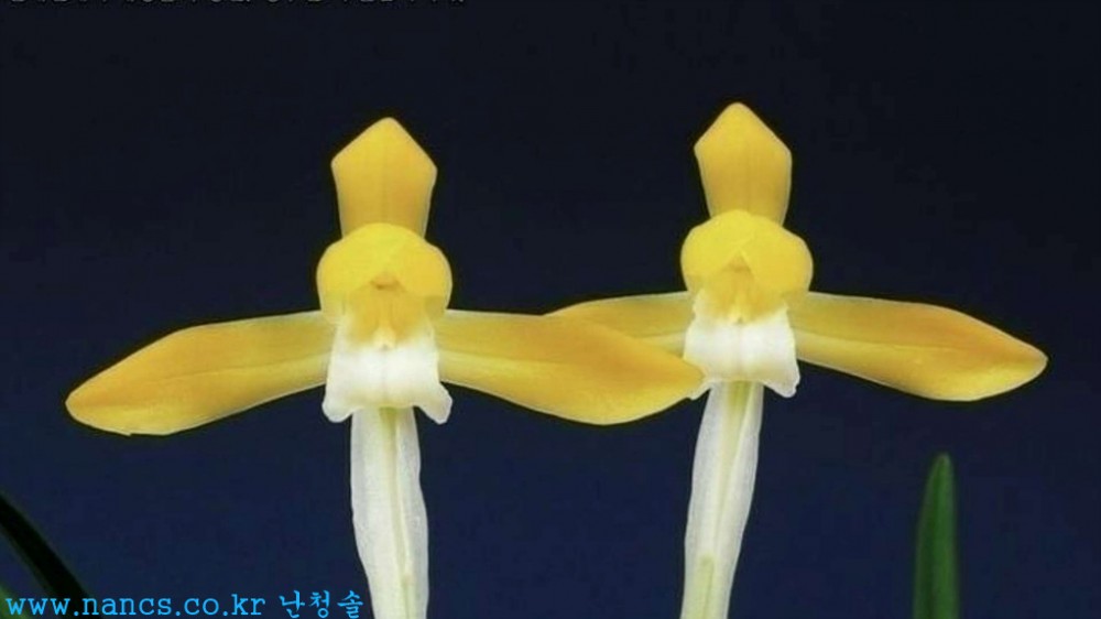 천황소(전시작품/꽃3경?