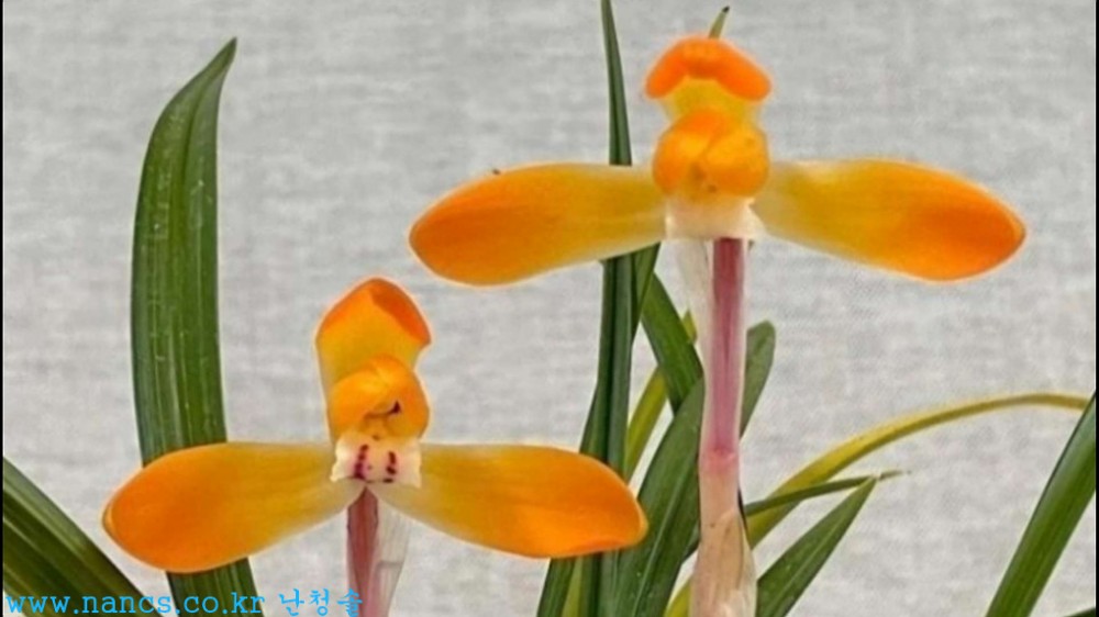 옥보(전시작품/꽃2경)