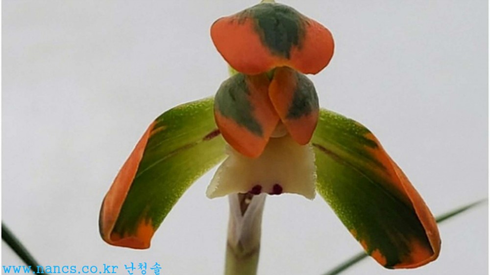 문수봉(전시작품/꽃5경?