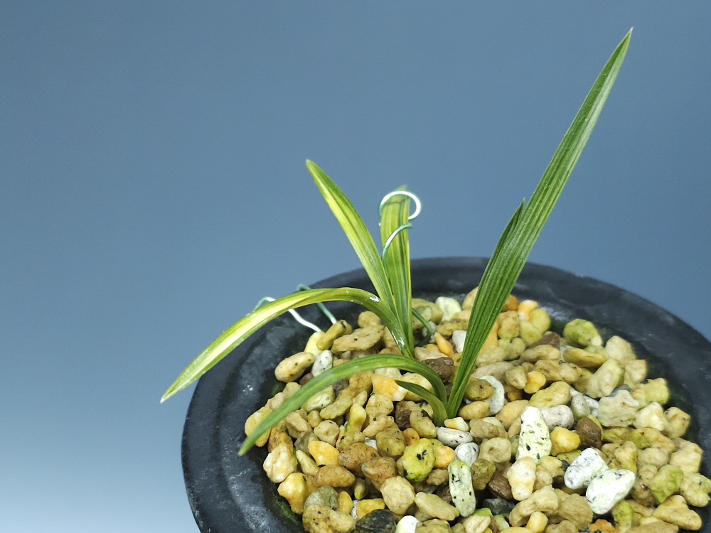 거창산 입변산반호