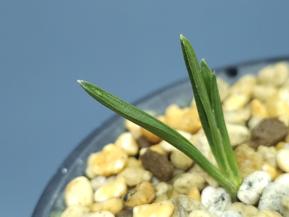 합천산 반성단엽