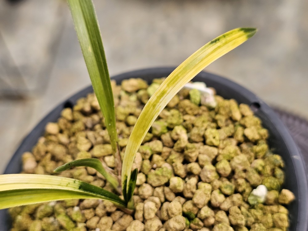 산채출발 그대로