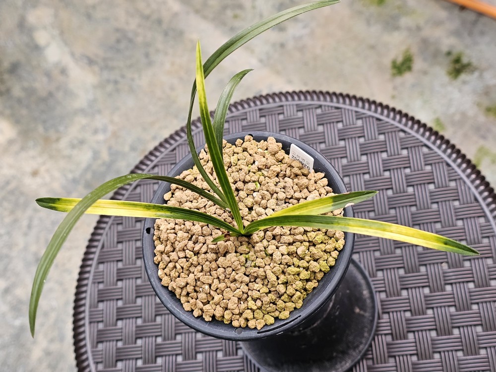 고성 산채출발 그대로