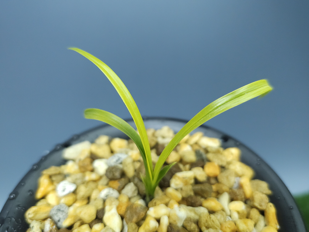 합천산 황색종자