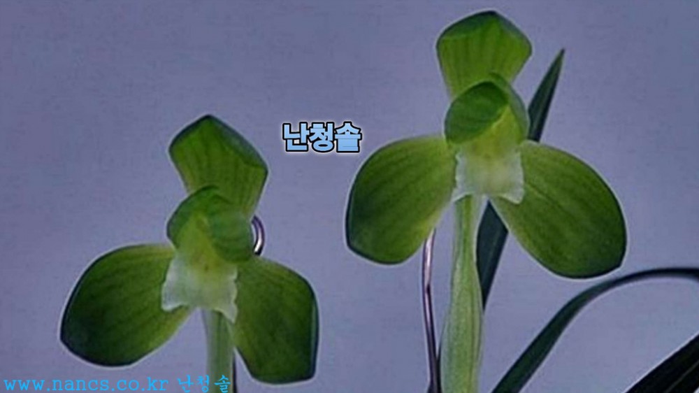 만불소(전시작품/꽃4경?