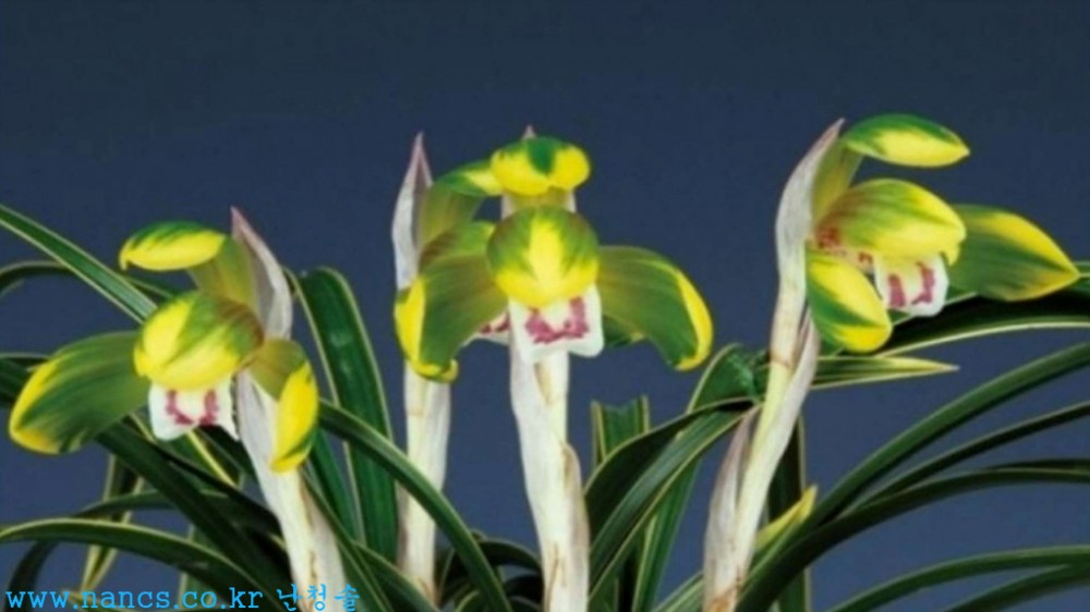 명금보(전시작품/꽃2경?