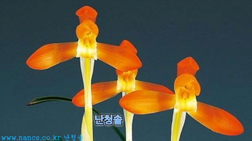 채운(전시작품/꽃2경)