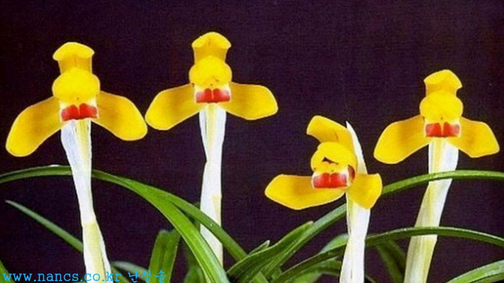 황비(전시작품/꽃4경)