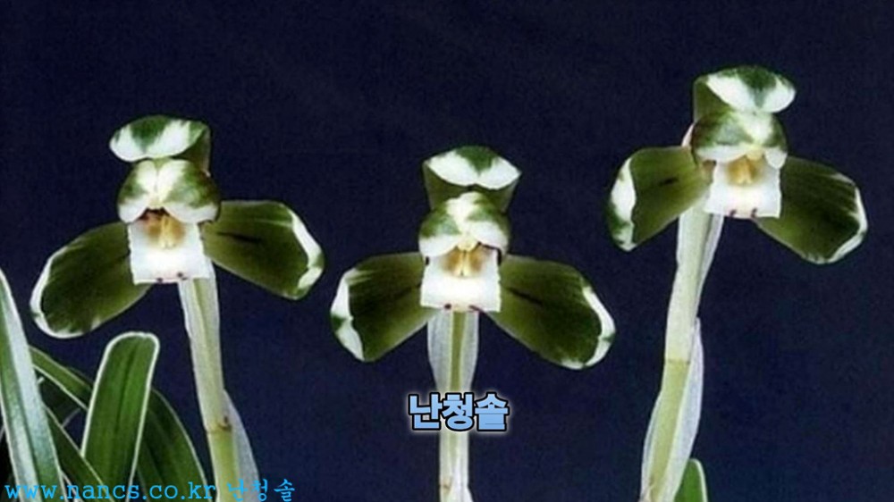 초가(전시작품/꽃5경)