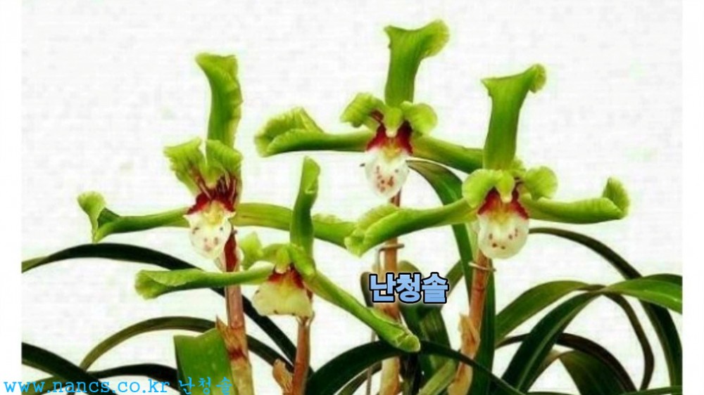 갓바위(전시작품/꽃3경?