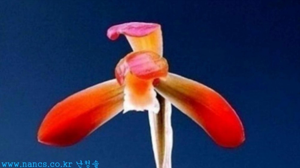 수사(전시작품/꽃2경)