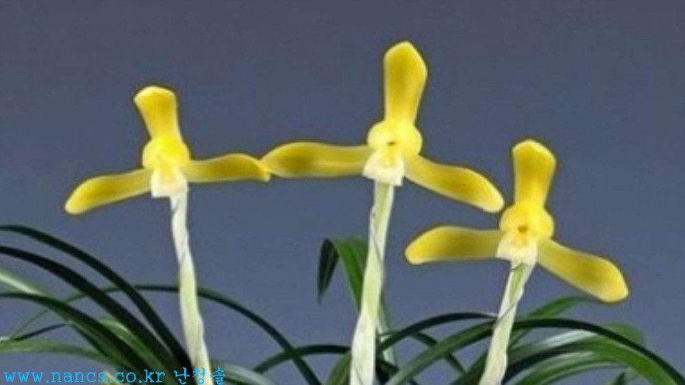 관음(전시작품/꽃3경)