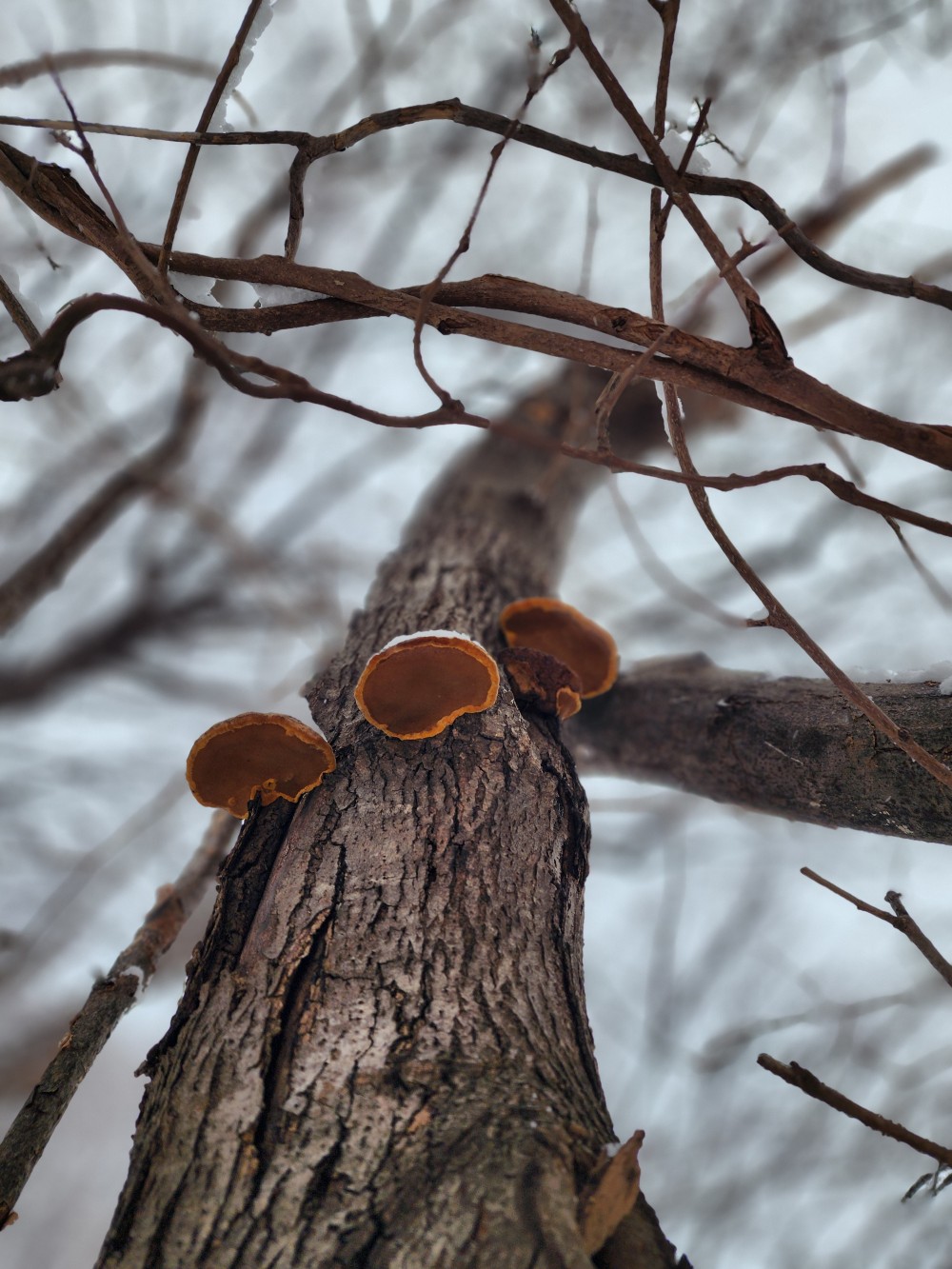 자연산 뽕상황 버섯