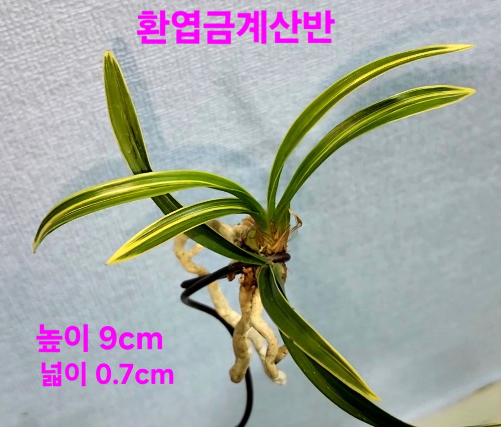 특급품종☆☆☆☆☆