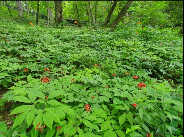 산에다 심어 길러보세?