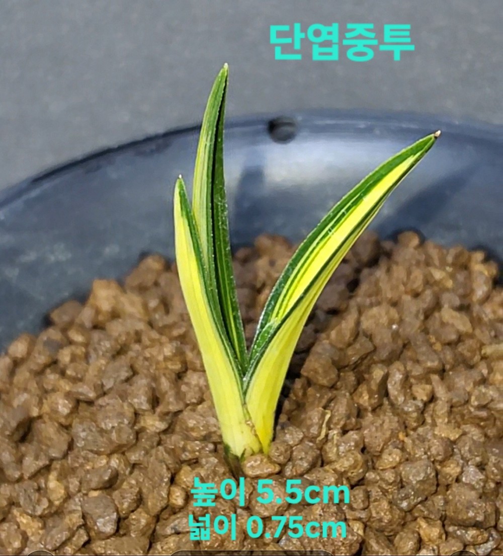 차세대종자목☆☆☆☆