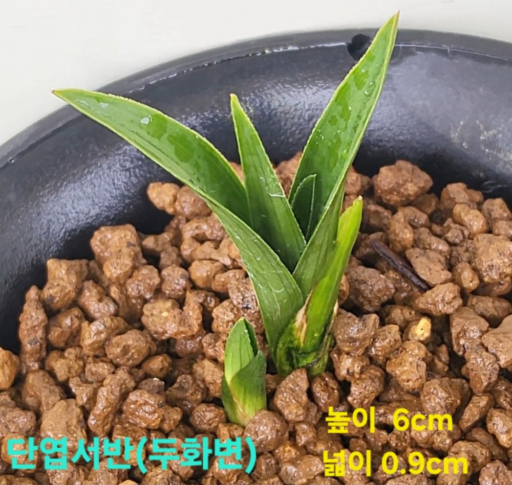 특급/특가품종☆☆☆?