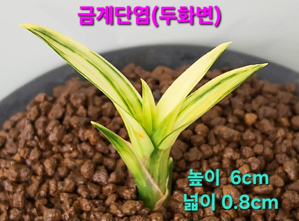 작지만당찬대물품종☆?