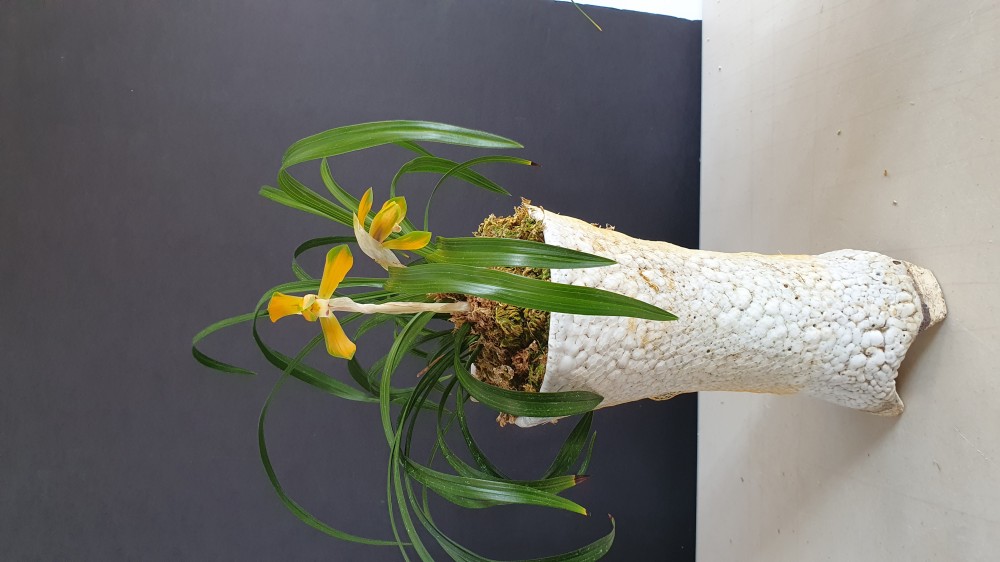 태극선 5촉(꽃2대)