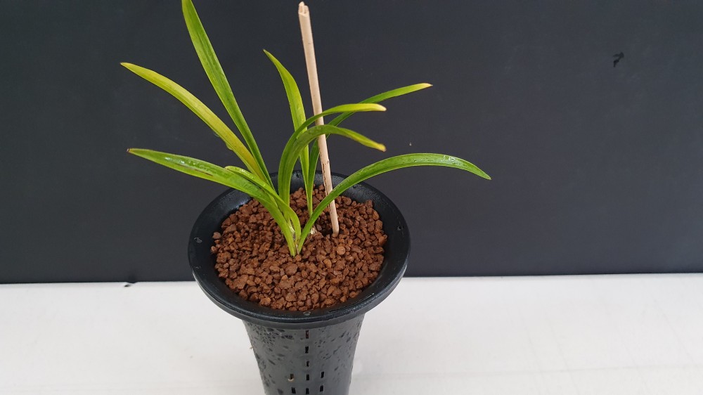 서성이 짙은 장단엽