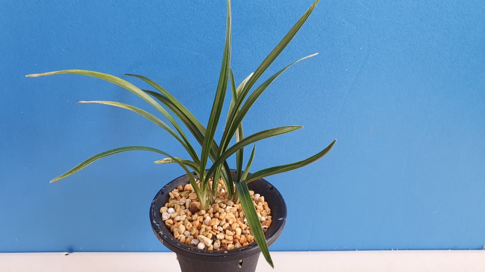 까랑한 장단엽성 산반