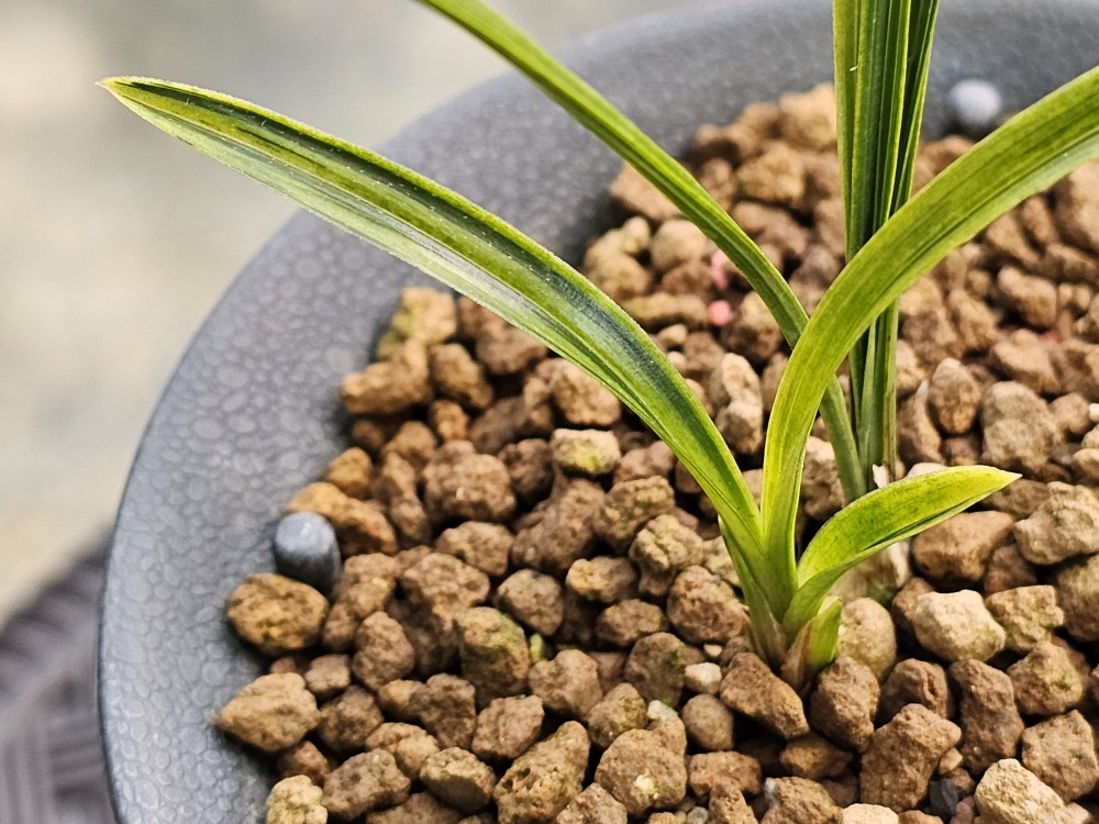 무명 금계열 녹호산반