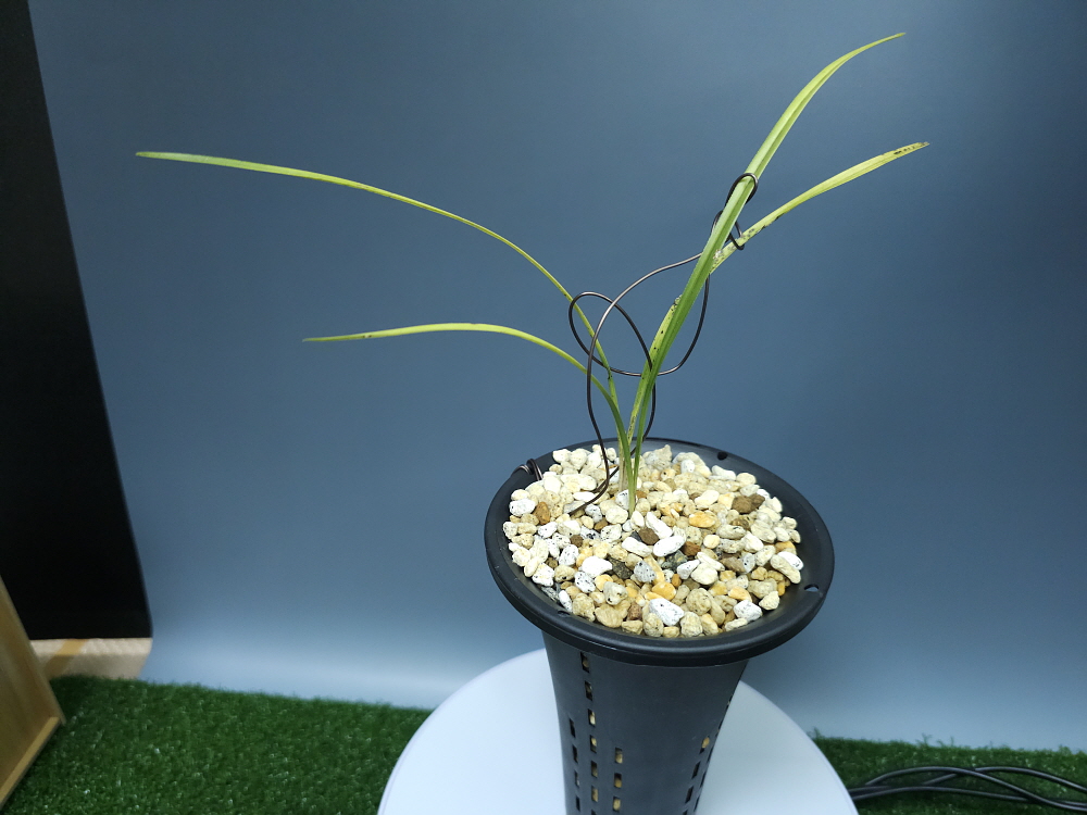 합천산 종자 2번