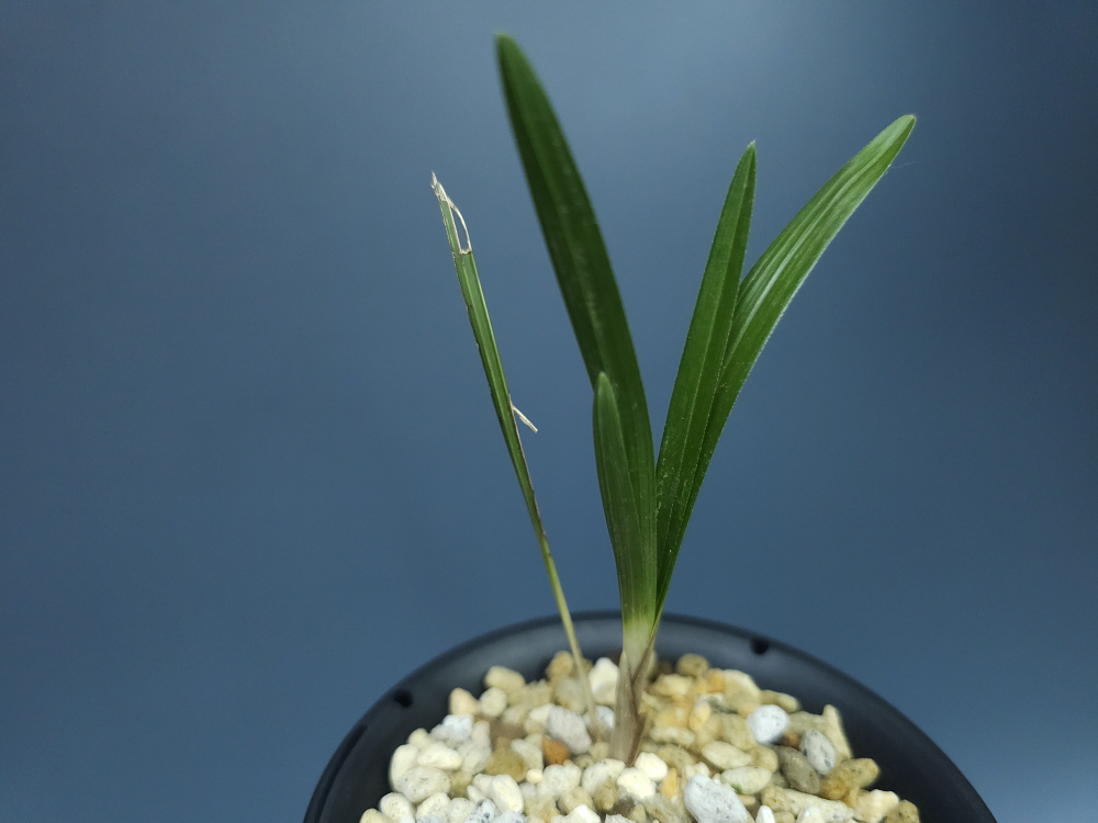 합천산 종자 3번