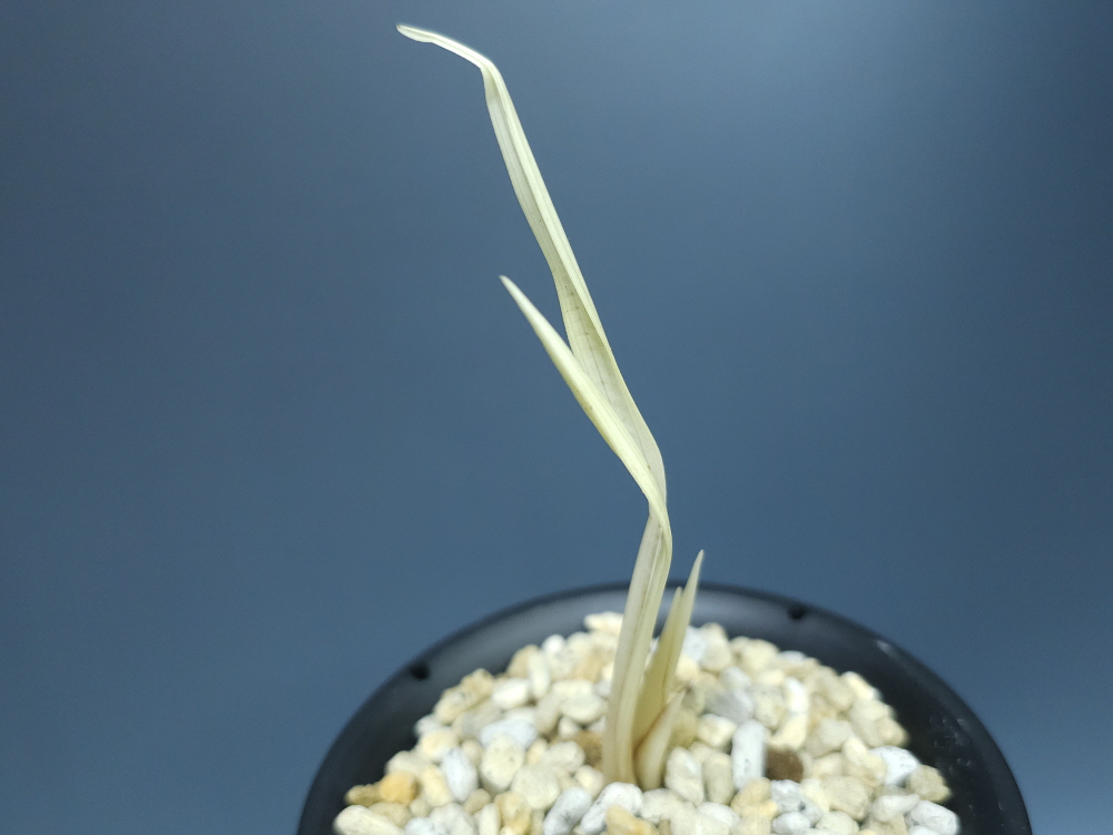 합천산 종자 5번