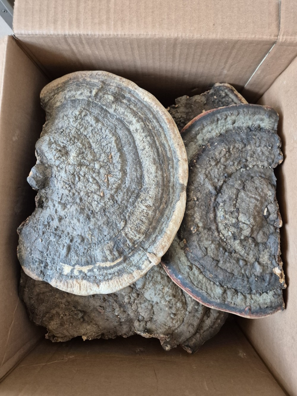 대형 소나무잔나비