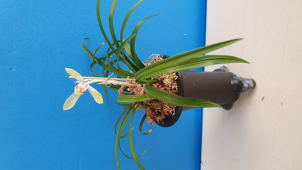 산반에서 피는 백화