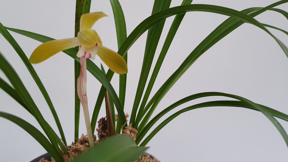 엽성좋은 주금화